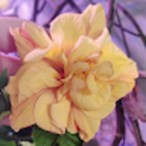 Meet your Posher, Kaylee